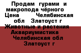 Продам  гурами  и макропода чёрного . › Цена ­ 50 - Челябинская обл., Златоуст г. Животные и растения » Аквариумистика   . Челябинская обл.,Златоуст г.